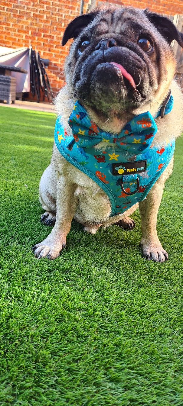 Collar & Bowtie - Sealife