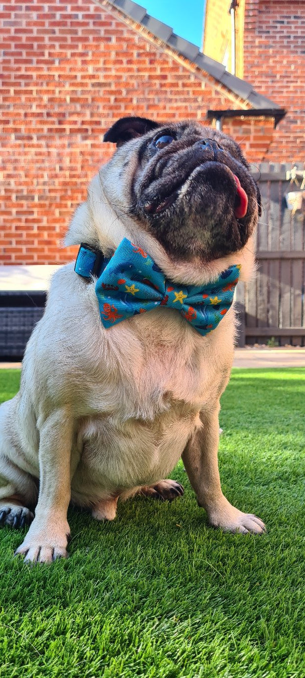 Collar & Bowtie - Sealife