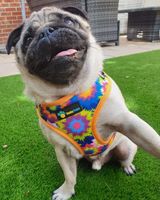 Collar & Bowtie - Tie Dye