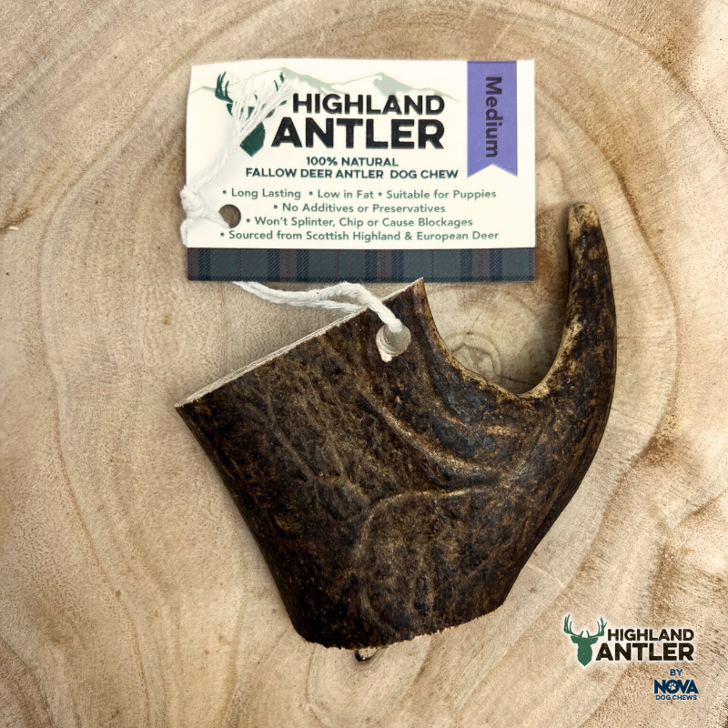 Fallow Deer Antlers