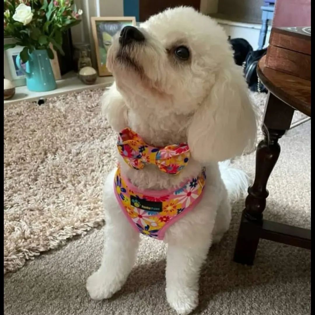 Collar & Bowtie - Flowers