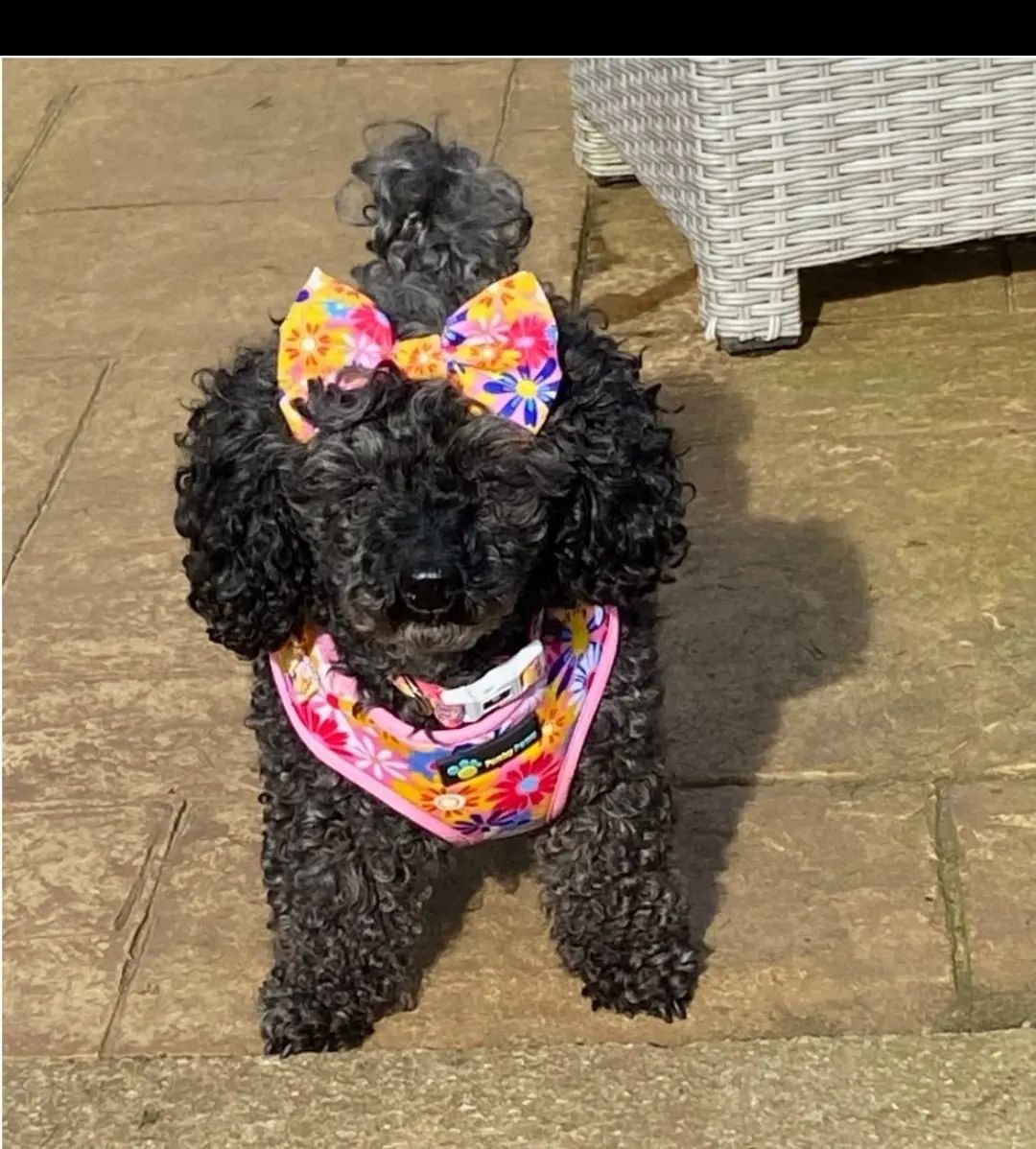 Collar & Bowtie - Flowers