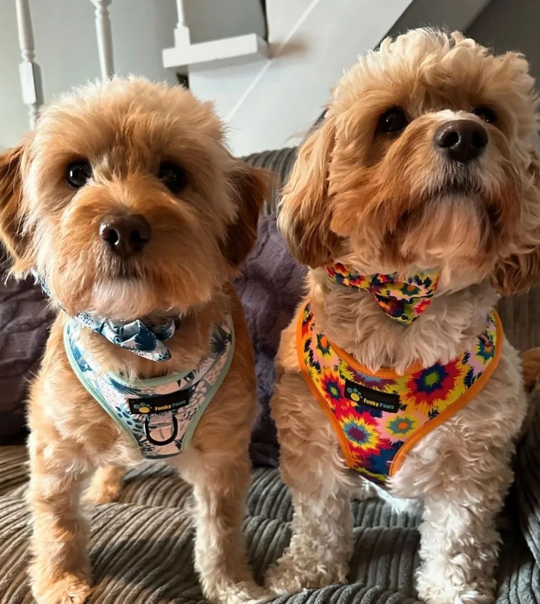 Adjustable Harness - Tie Dye