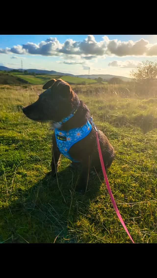 Adjustable Harness - Cool Daisy