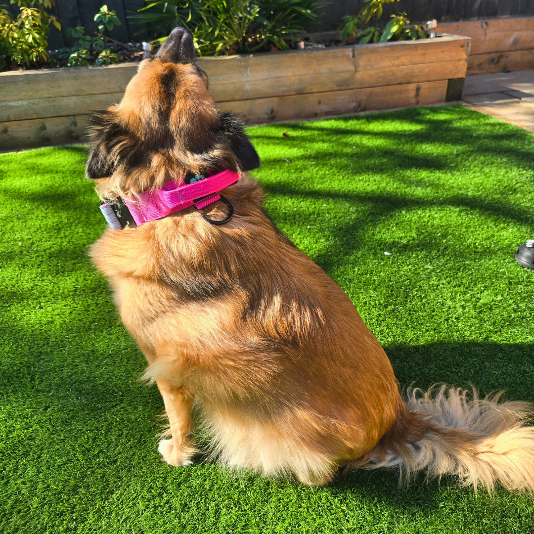 Pink Ultimate Strength Collar – Strength, Comfort & Safety for Every Pup