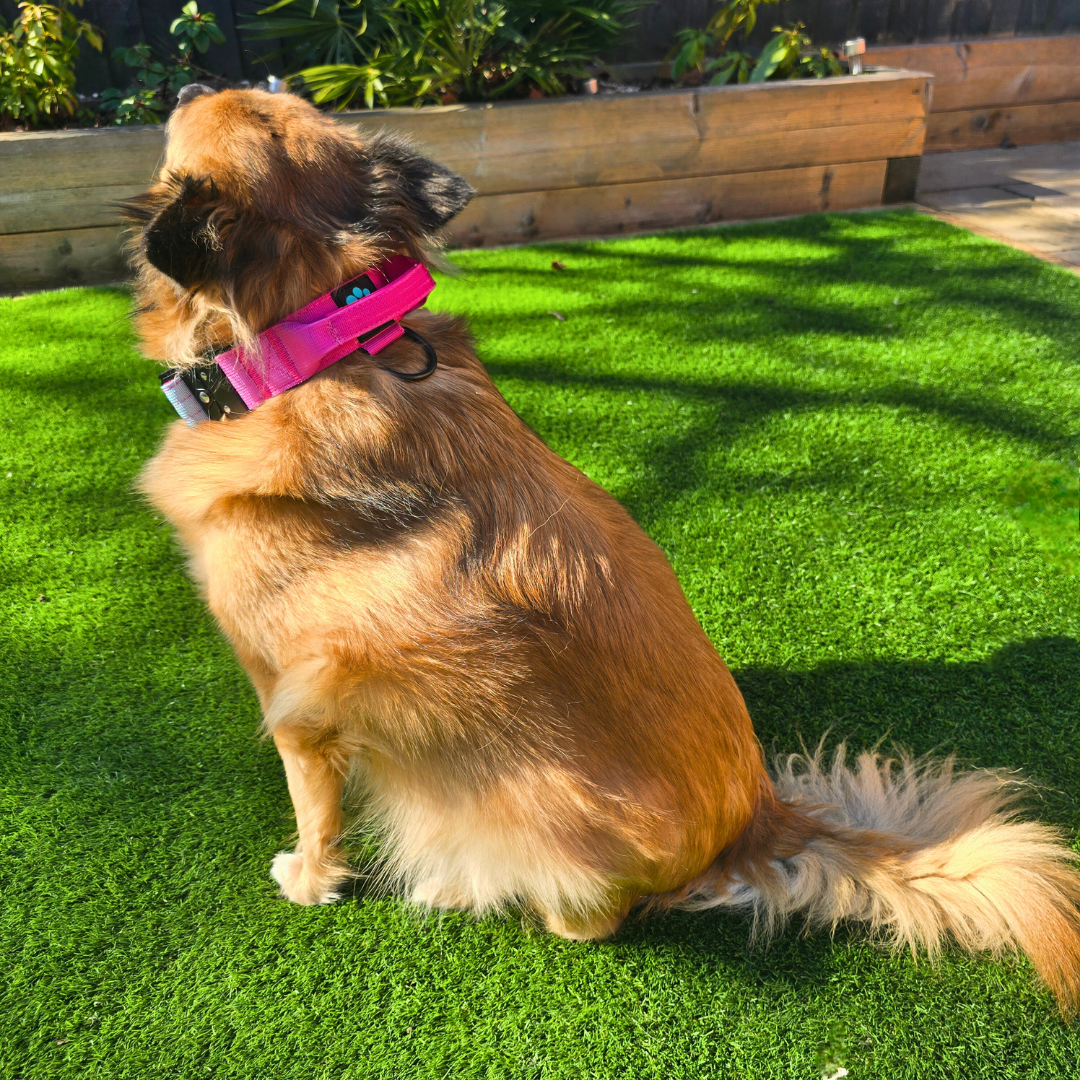 Pink Ultimate Strength Collar – Strength, Comfort & Safety for Every Pup