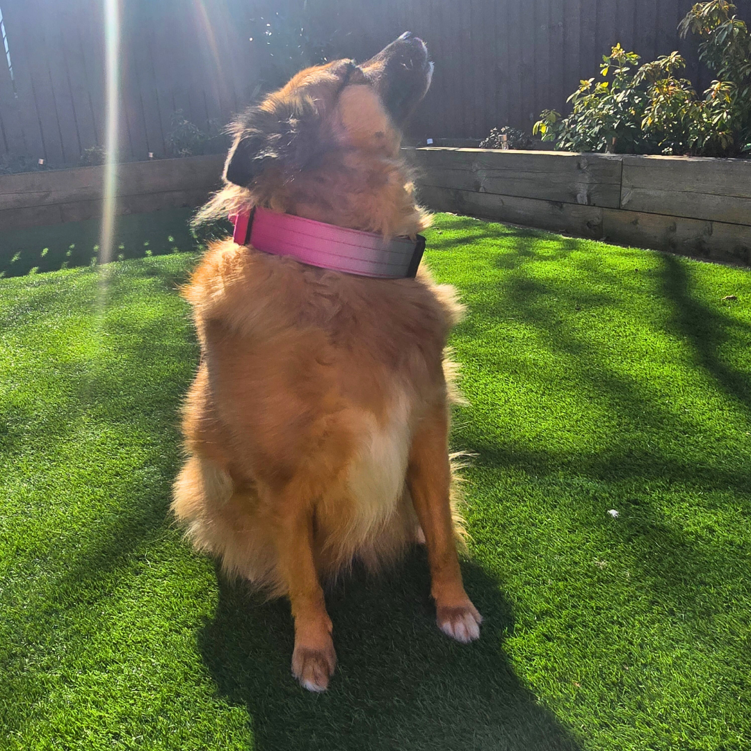 Pink Ultimate Strength Collar – Strength, Comfort & Safety for Every Pup