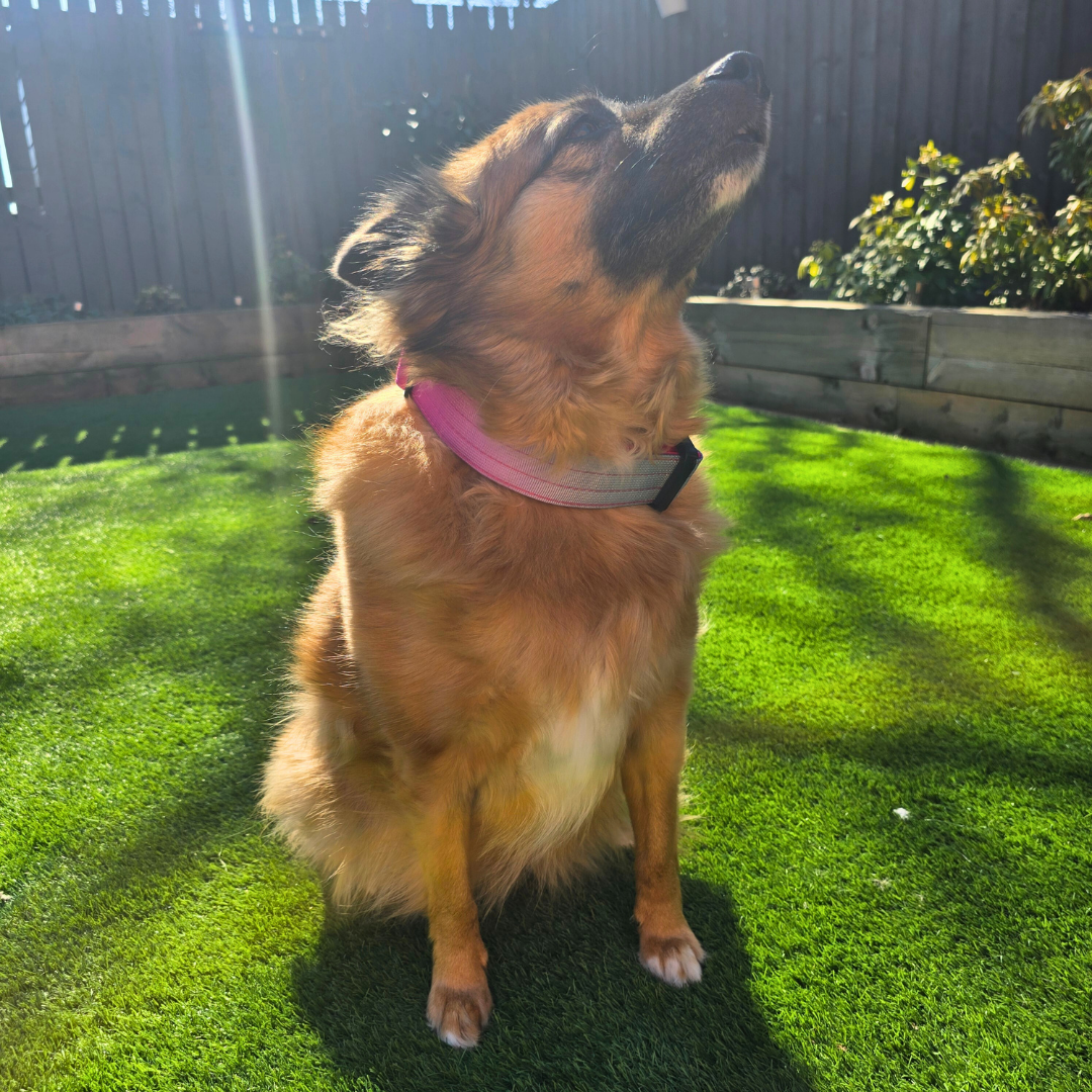 Pink Ultimate Strength Collar – Strength, Comfort & Safety for Every Pup