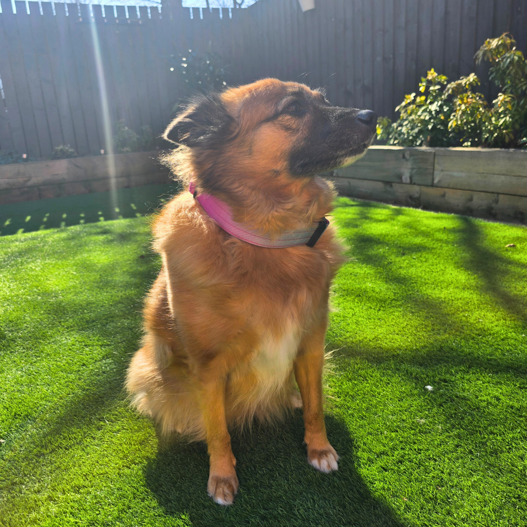 Pink Ultimate Strength Collar – Strength, Comfort & Safety for Every Pup