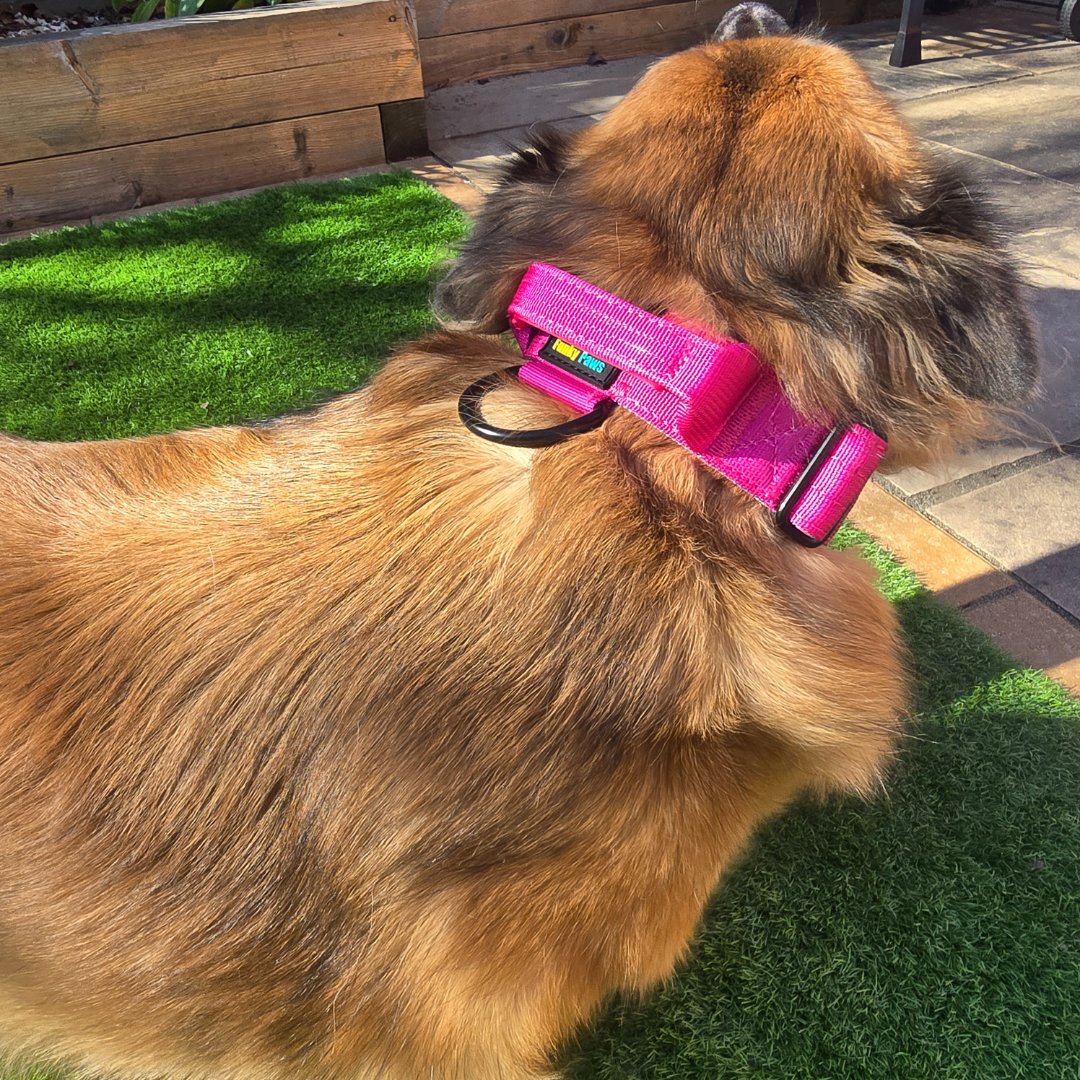 Pink Ultimate Strength Collar – Strength, Comfort & Safety for Every Pup