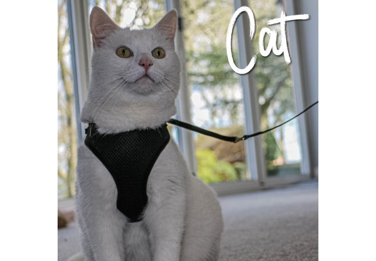 Ancol Cat Harness & Lead Set - Various Sizes
