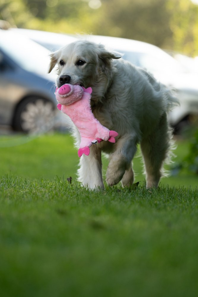 Petface Buddies Crinkle Flat Pig Plush Dog Toy - product detail | Funky Paws Co