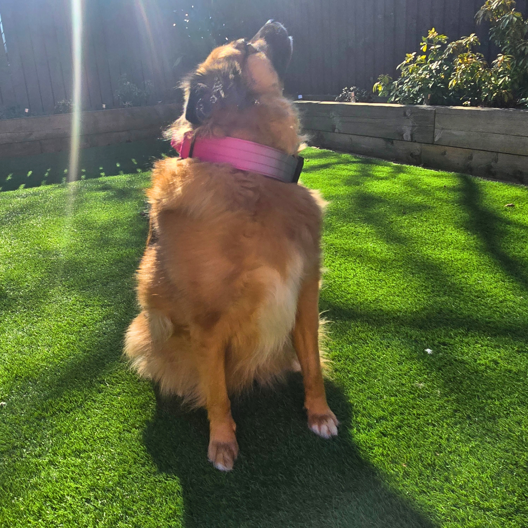 Pink Ultimate Strength Collar – Strength, Comfort & Safety for Every Pup