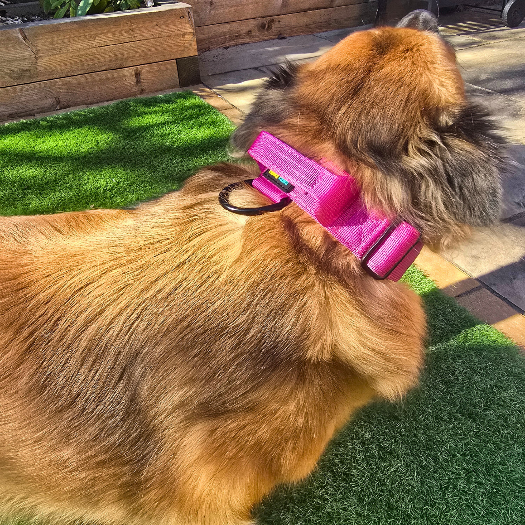 Pink Ultimate Strength Collar – Strength, Comfort & Safety for Every Pup