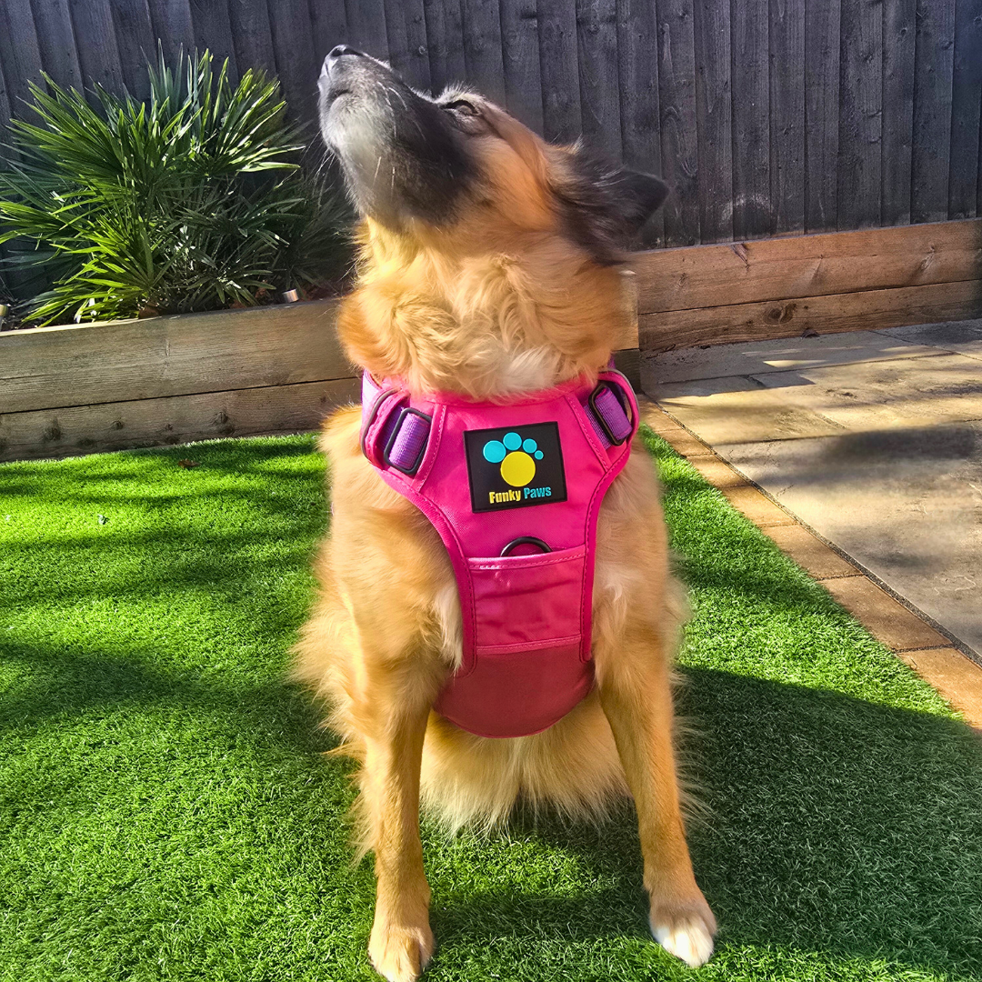 Pink Ultimate Strength Harness – Built for Power, Designed for Comfort