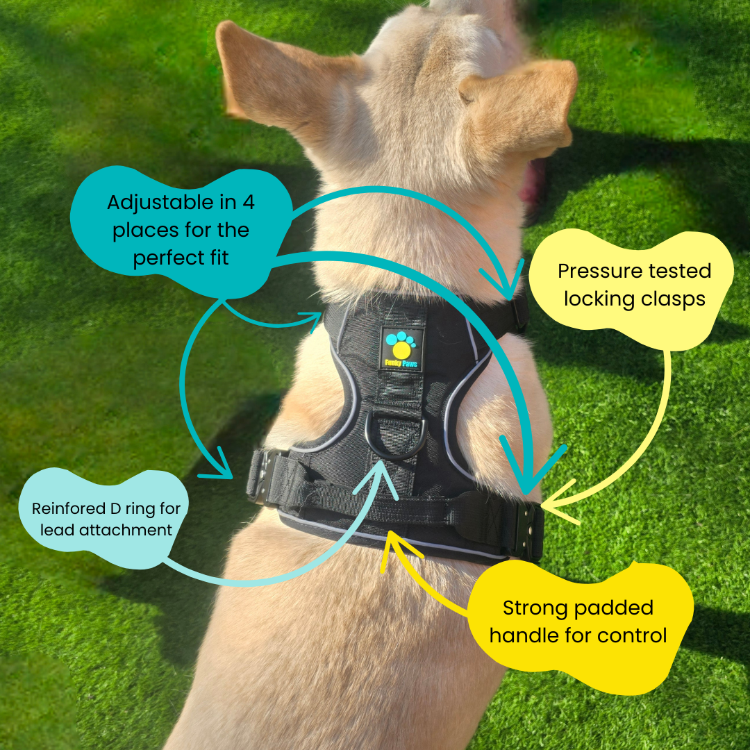 Black Ultimate Strength Harness – Built for Power, Designed for Comfort
