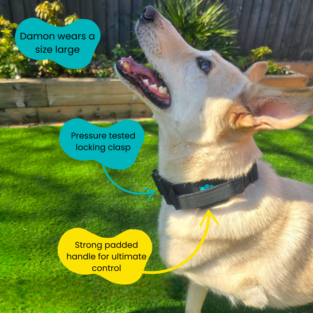 Black Ultimate Strength Collar – Strength, Comfort & Safety for Every Pup