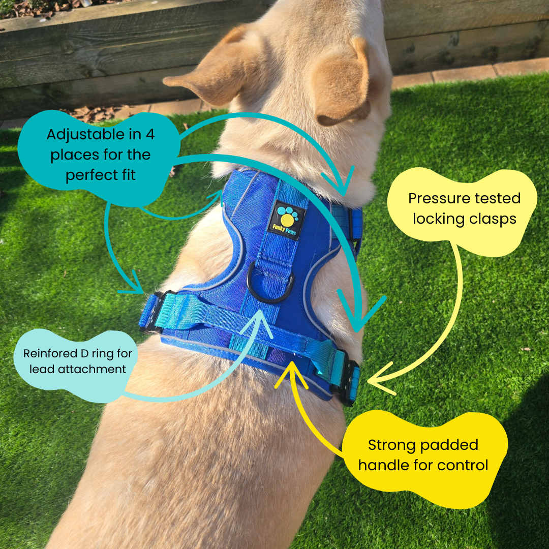 Blue Ultimate Strength Harness – Built for Power, Designed for Comfort