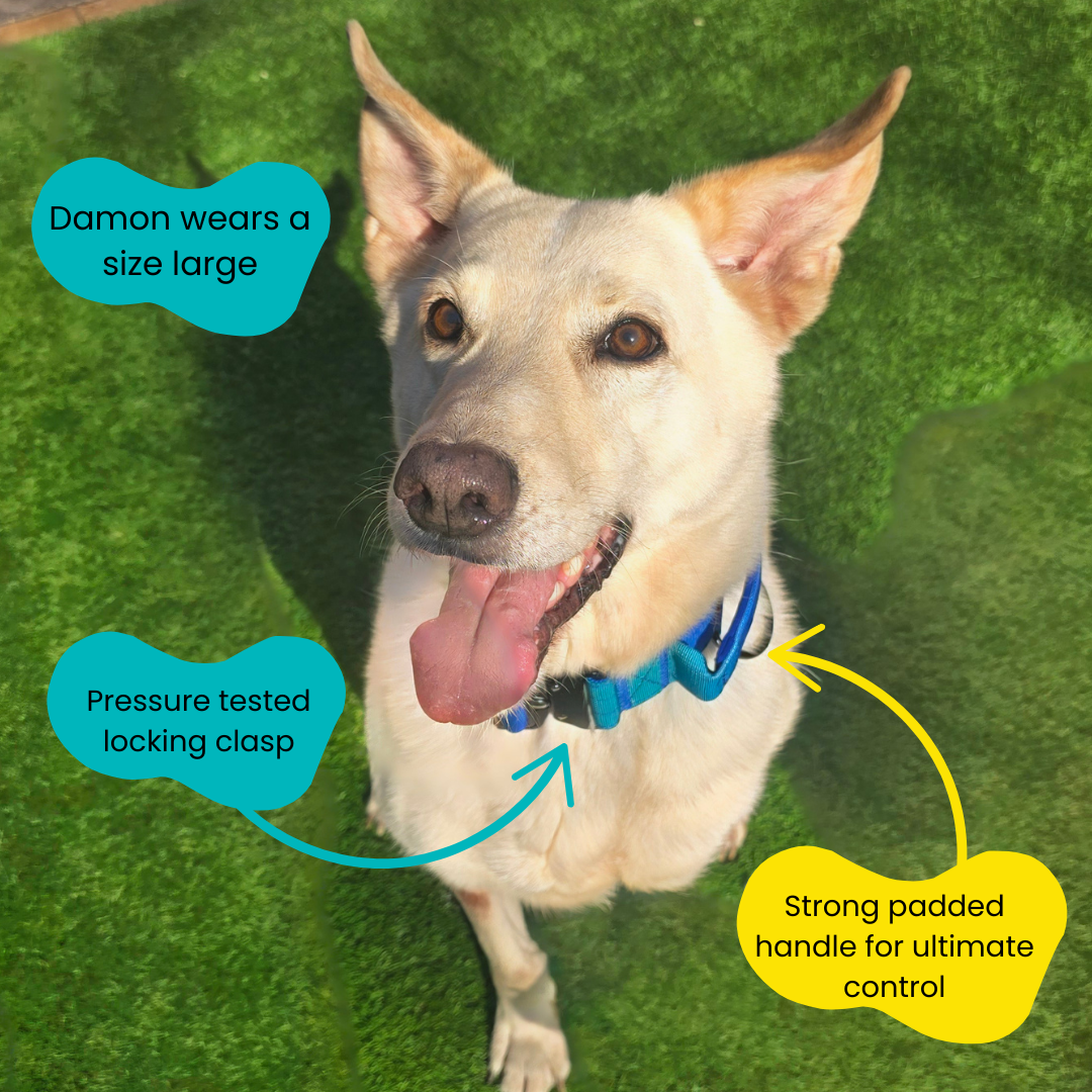 Blue Ultimate Strength Collar – Strength, Comfort & Safety for Every Pup