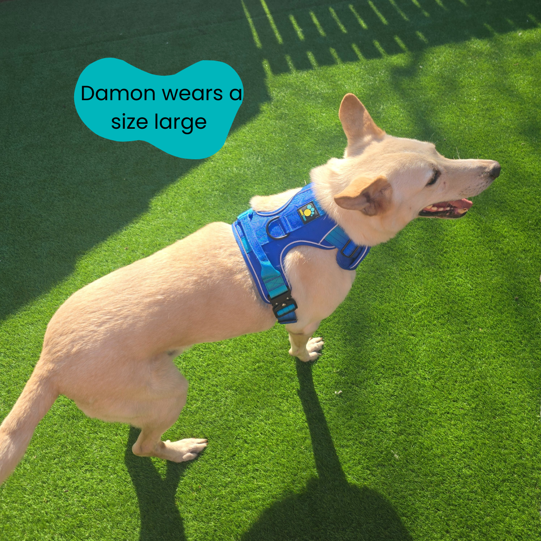 Blue Ultimate Strength Harness – Built for Power, Designed for Comfort
