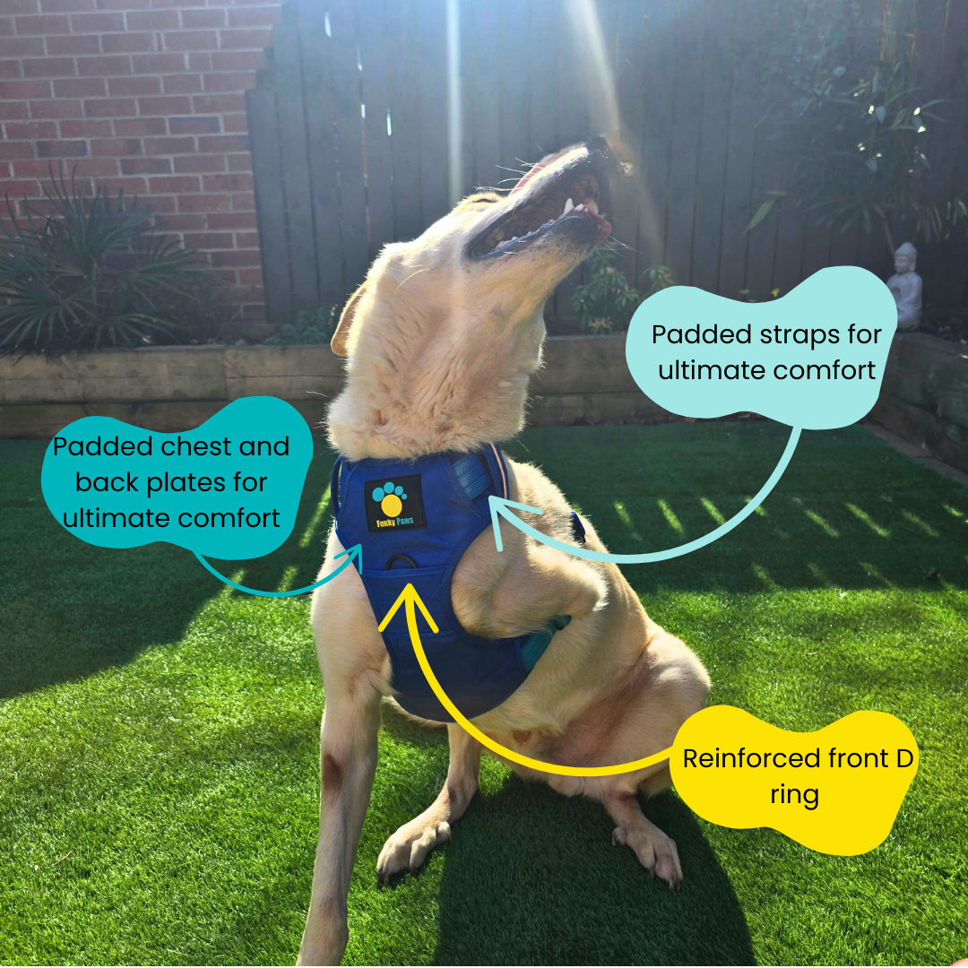 Blue Ultimate Strength Harness – Built for Power, Designed for Comfort