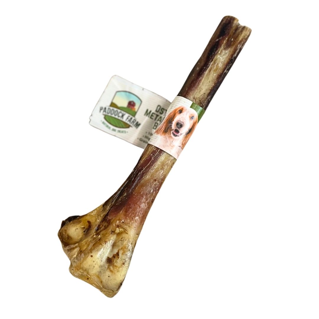 Ostrich Metatarus Bone
