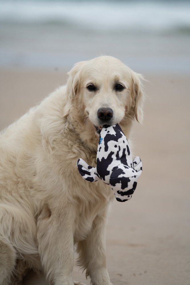 Petface Planet Ocean Cycle Sienna Seal Plush Dog Toy - product detail | Funky Paws Co