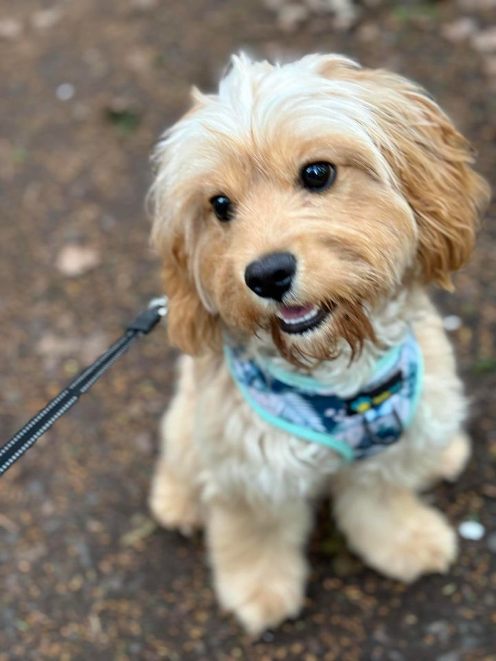 Adjustable Harness - Leafy