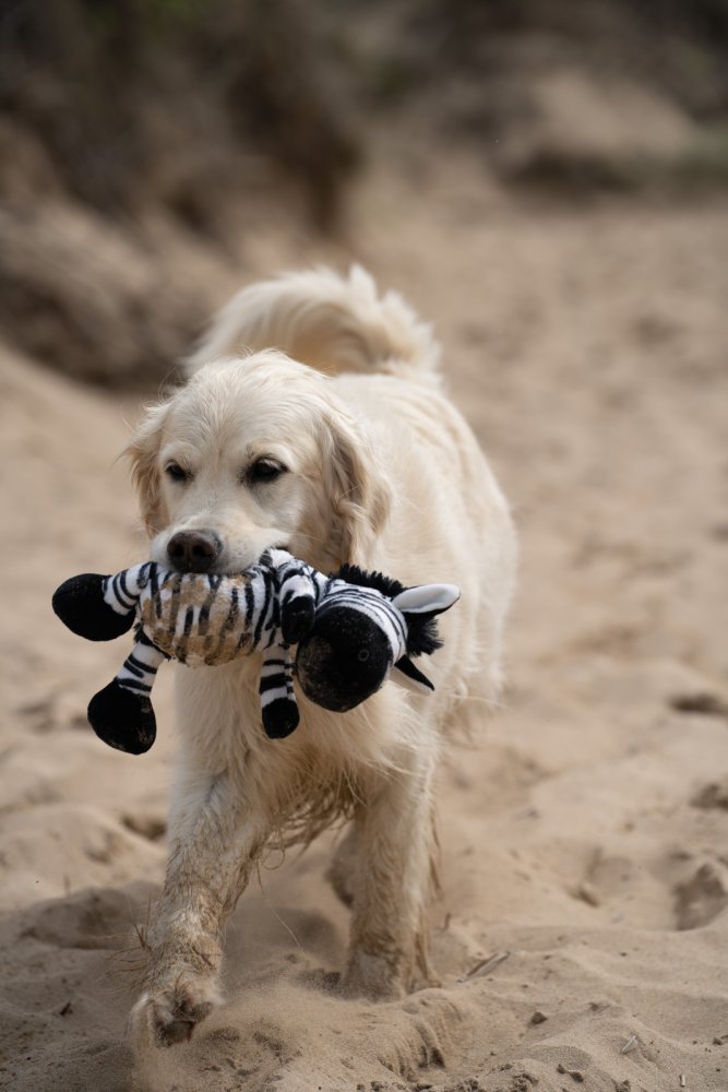 Petface Planet Zebedee Zebra Plush Dog Toy - product detail | Funky Paws Co