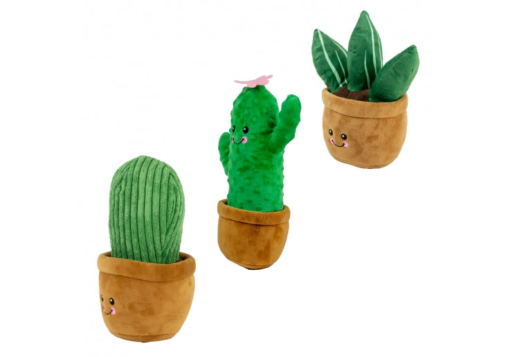 Cuddly Cactus