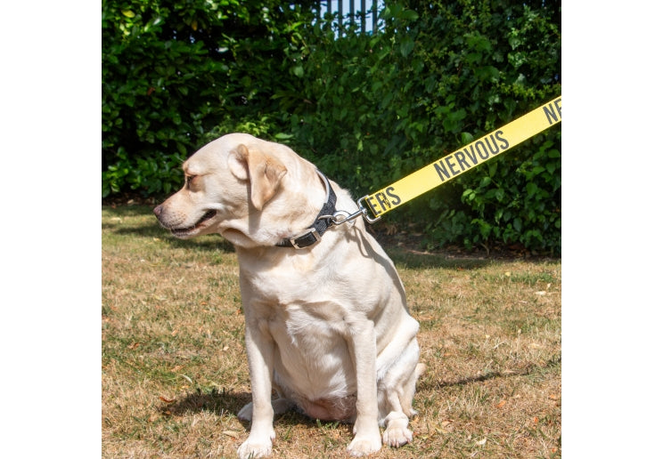 Awareness Lead - Nervous