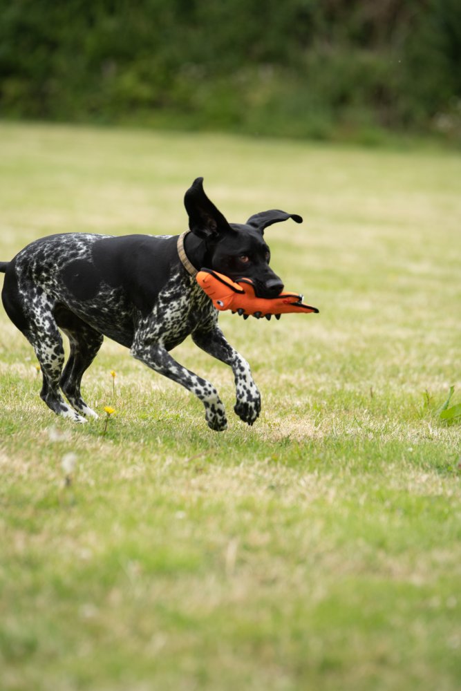 Seriously Strong Nobbly Crocodile Dog Toy - size guide | Funky Paws Co