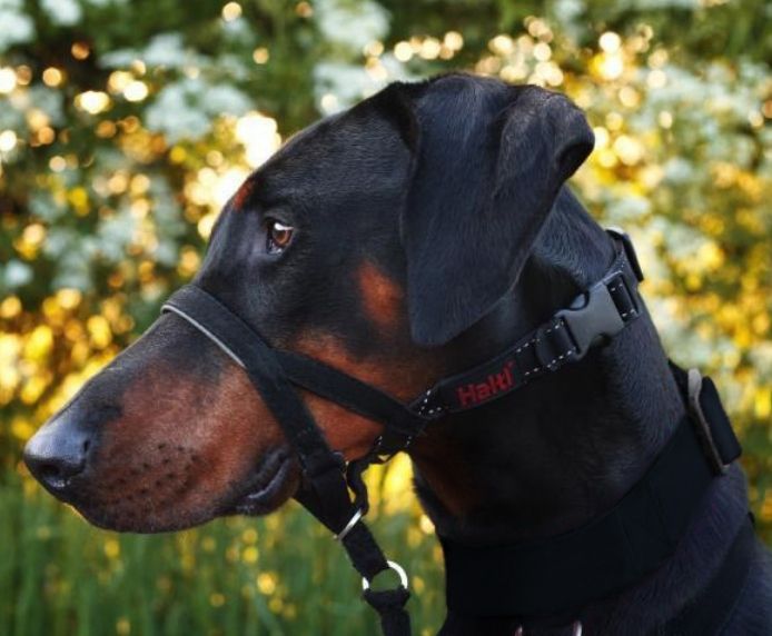 Halti Headcollar - Various Sizes - Black