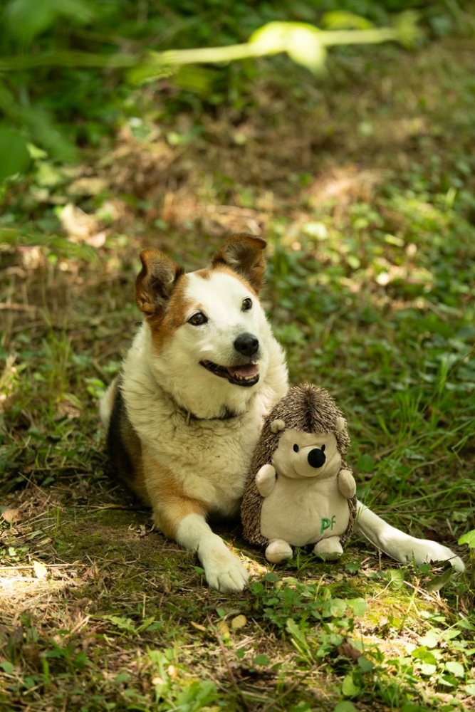 Petface Heston Hedgehog Plush Dog Toy - product detail | Funky Paws Co