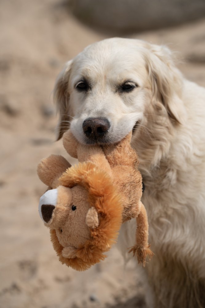 Petface Planet Luis Lion Plush Dog Toy - lifestyle shot | Funky Paws Co