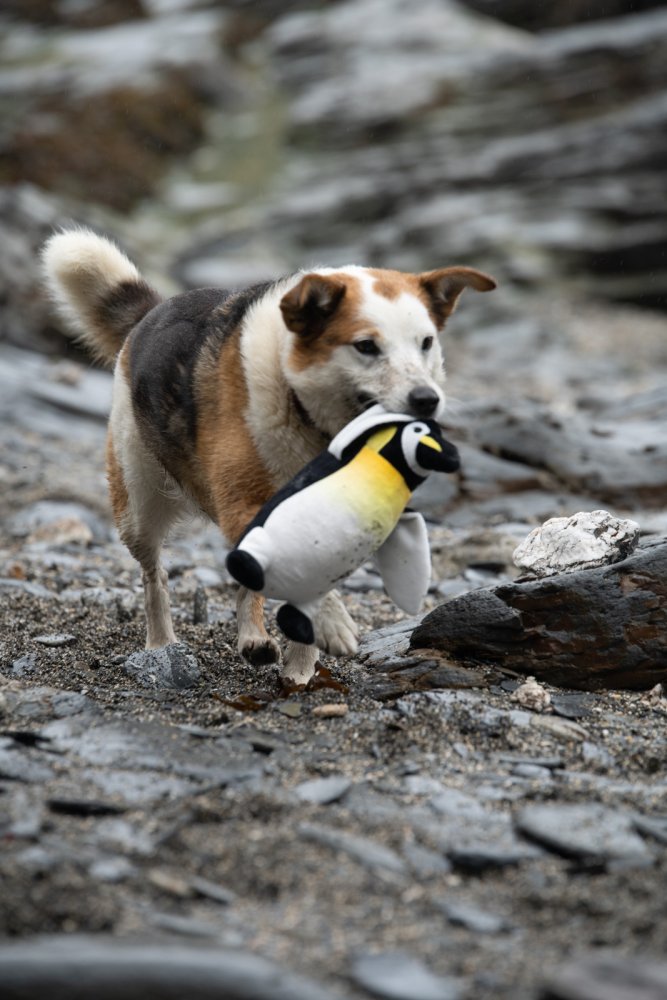 Petface Planet Panuk Penguin Plush Dog Toy - product detail | Funky Paws Co