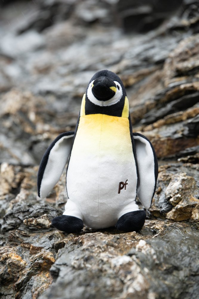 Petface Planet Panuk Penguin Plush Dog Toy - lifestyle shot | Funky Paws Co